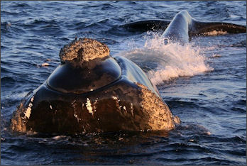 20120522-right whaleSouthern_right_whale2.jpg